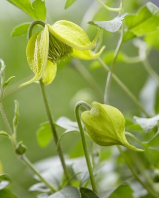 Clematis-Little Lemons_Close up flower