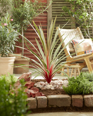 Cordyline Magic Star