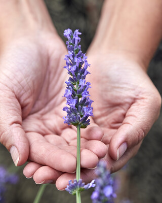 Lavandula Sensational