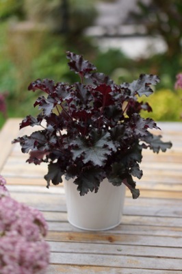 Heuchera-Dark Secret_Pot