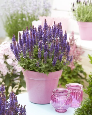 Salvia-Blue Bouquetta_Patio.jpg