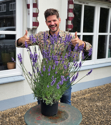 Lavandula Sensational