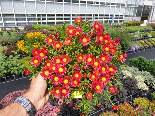 Delosperma_WOW Hot Red_Pot