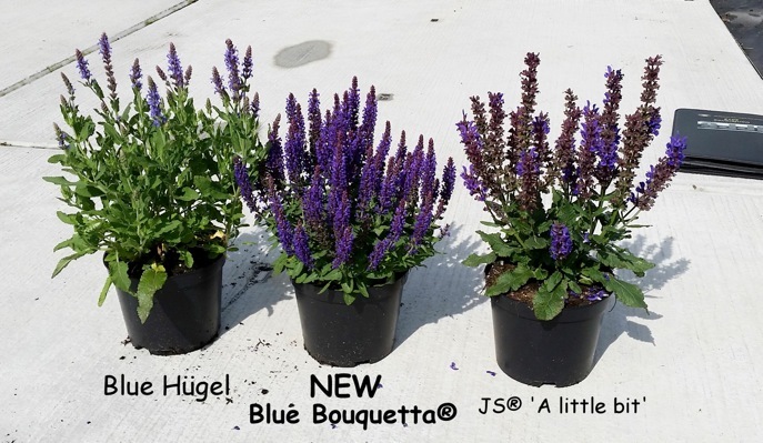 Salvia-Blue Bouquetta_Pot