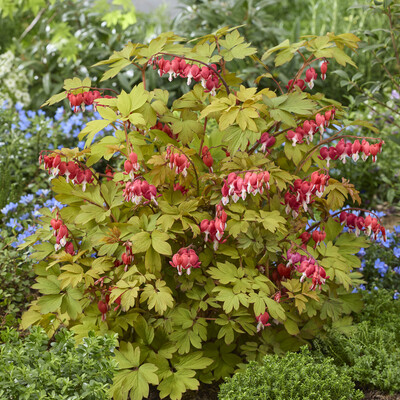 Dicentra Jolly Hearts Spark
