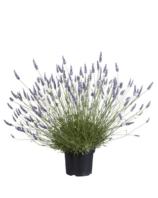 Lavandula Sensational