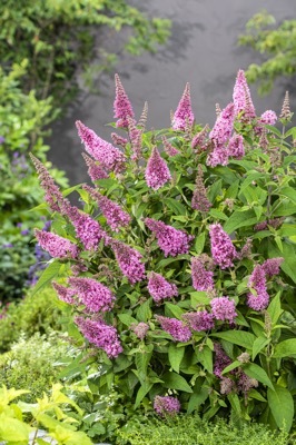 Buddleja-Little Pink_Garden