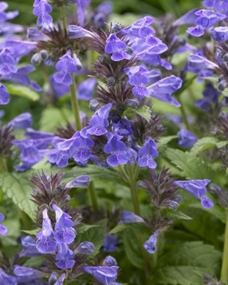 Nepeta-Neptune_Flower