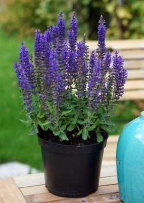 Salvia-Blue Bouquetta_Pot