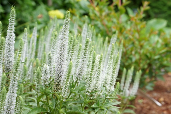 Veronica-Snow Candles_Flower