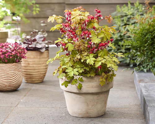 Dicentra Jolly Hearts Spark