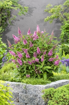 Buddleja-Little Pink_Garden