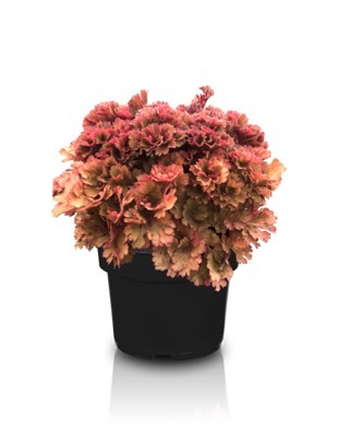 Heuchera-Frilly_Pot