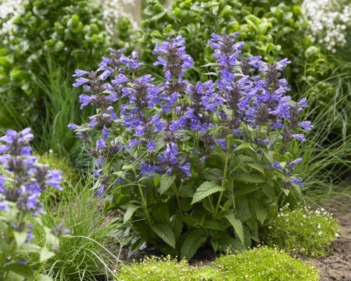 Nepeta-Neptune_Garden