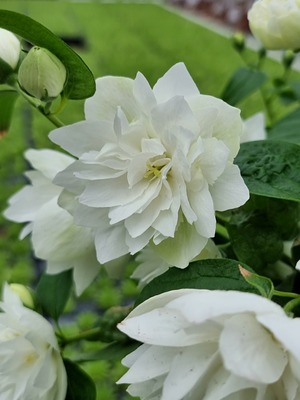 Philadelphus Pearls of Perfume