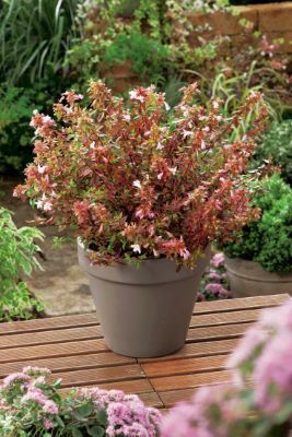 Abelia-Sunshine Daydream_Patio