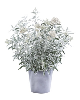 Buddleja-Silver Anniversary_Pot