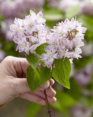 Deutzia-Raspberry Sundae_Flower