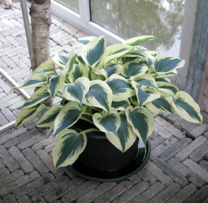 Hosta-Blue Ivory_Patio