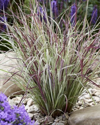 Schizachyrium-Chameleon_Garden