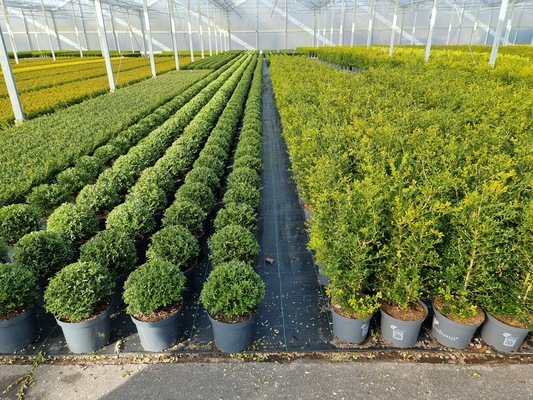 Buxus Better Boxwood Skylight