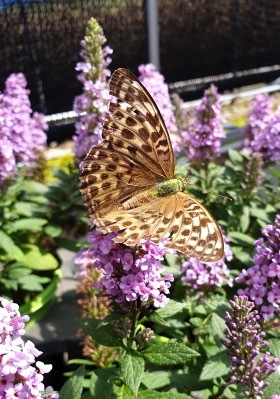 Buddleja-High Five Purple_General