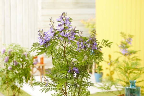 Jacaranda-Bonsai Blue_Patio