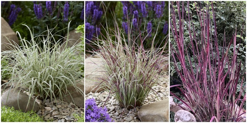 Schizachyrium-Chameleon_Foliage