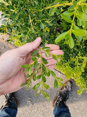 Buxus Better Boxwood 