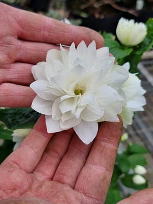 Philadelphus Pearls of Perfume