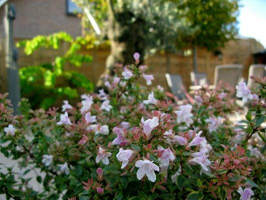 Abelia-Sunshine Daydream_Flowers