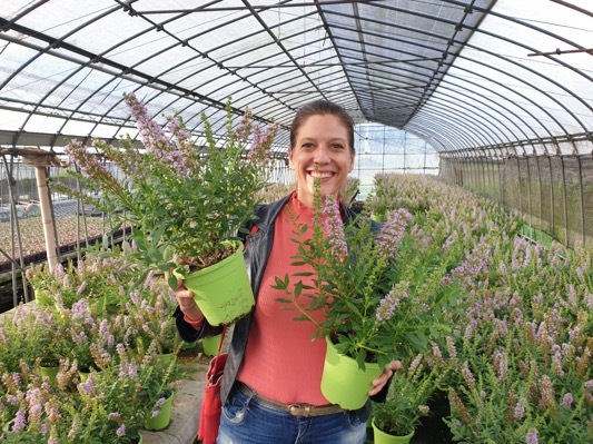 Buddleja-High Five Purple_Nursery.jpeg