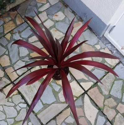 Cordyline-Superstar_Foliage