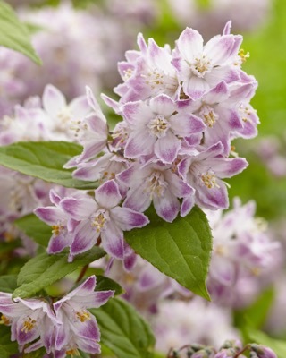 Deutzia-Raspberry Sundae_Close up flower