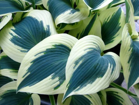 Hosta-Blue Ivory_Flowers