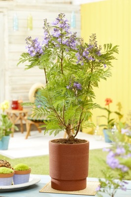 Jacaranda-Bonsai Blue_Patio