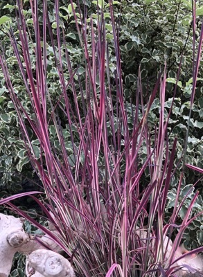 Schizachyrium-Chameleon_Foliage