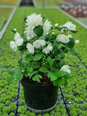 Philadelphus Pearls of Perfume