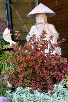 Abelia-Sunshine Daydream_Foliage