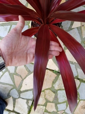 Cordyline-Superstar_Foliage