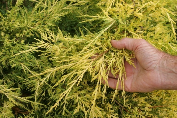 Juniperus-Lemon Pfizz_Close up foliage