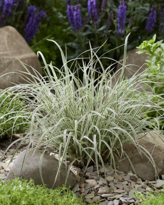 Schizachyrium-Chameleon_Garden