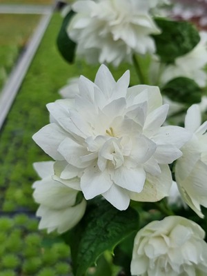 Philadelphus Pearls of Perfume