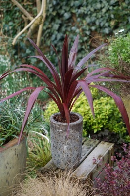 Cordyline-Superstar_Garden