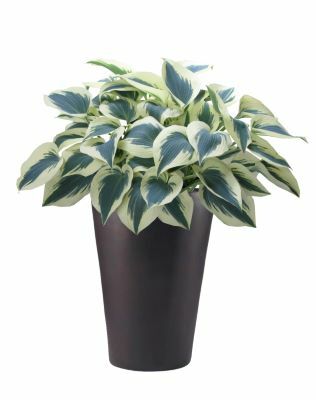 Hosta-Blue Ivory_Pot