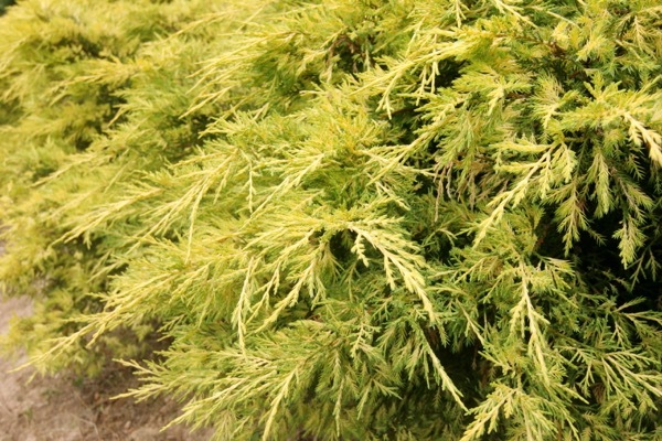 Juniperus-Lemon Pfizz_Foliage