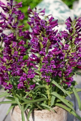 Penstemon-Purple Perfection_Patio