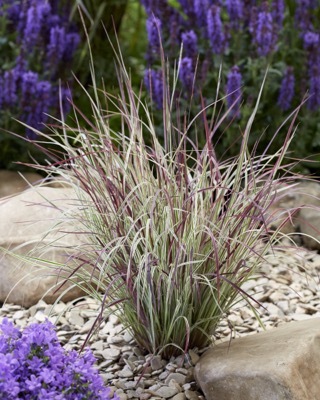 Schizachyrium-Chameleon_Garden