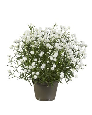 Achillea-Diadem_Pot