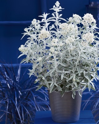 Buddleja-Silver Anniversary_Patio